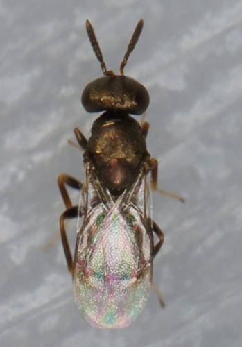 Cyclogastrella clypealis